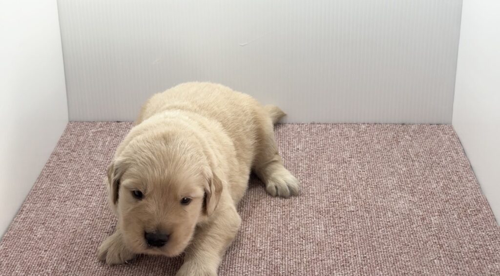 宮崎県宮崎市のブリーダーショップ【クシマスターズ】で生まれたゴールデンレトリーバーの子犬（男の子）
