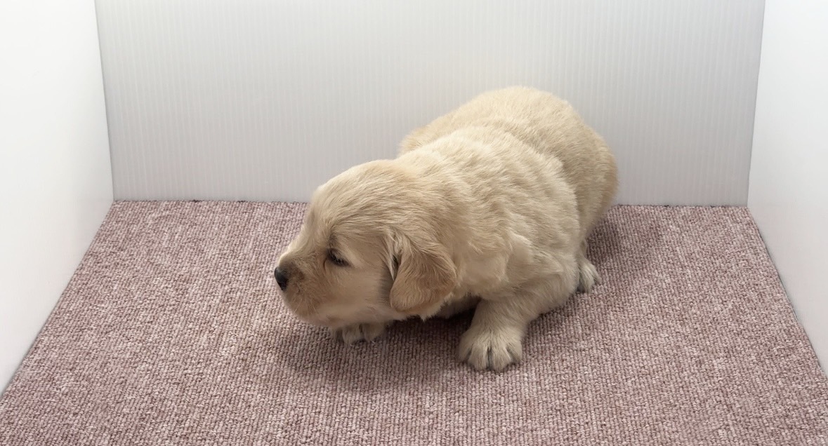 宮崎県宮崎市のブリーダーショップ【クシマスターズ】で生まれたゴールデンレトリーバーの子犬（男の子）