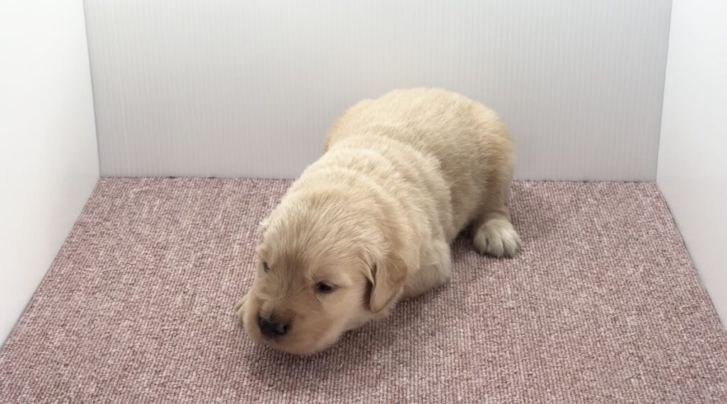 宮崎県宮崎市のブリーダーショップ【クシマスターズ】で生まれたゴールデンレトリーバーの子犬（男の子）