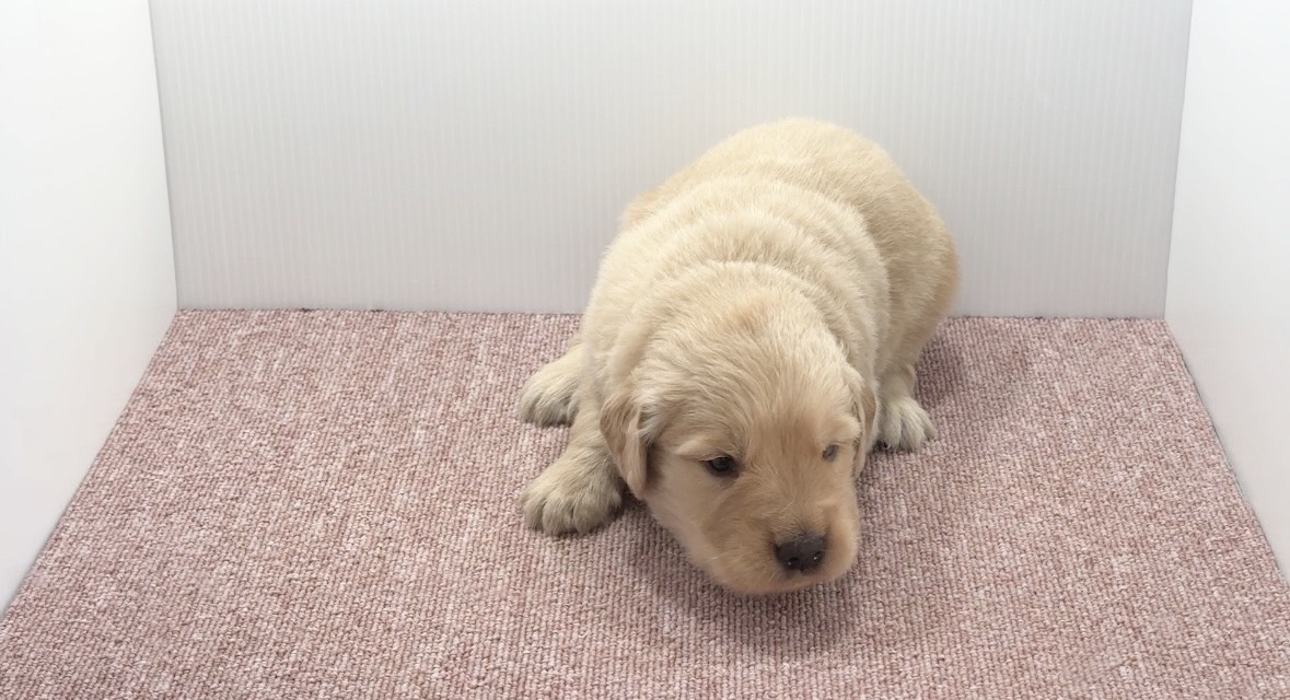 宮崎県宮崎市のブリーダーショップ【クシマスターズ】で生まれたゴールデンレトリーバーの子犬（男の子）