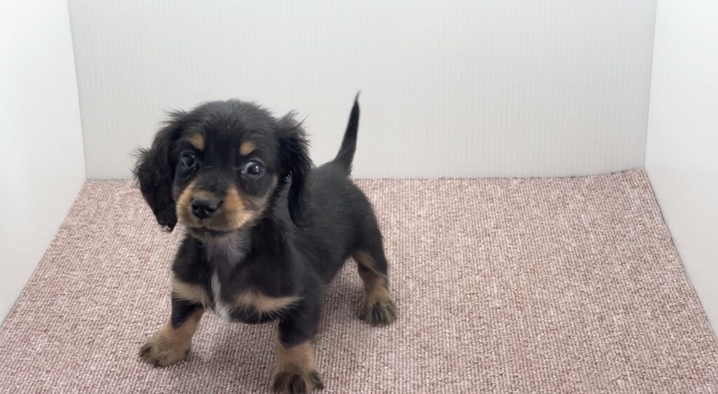 正面を向くミニチュアダックスの子犬