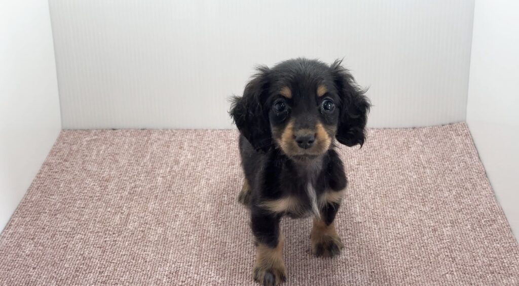 宮崎県宮崎市のブリーダーショップ【クシマスターズ】で生まれたミニチュアダックスの子犬（女の子）