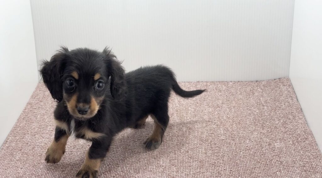 宮崎県宮崎市のブリーダーショップ【クシマスターズ】で生まれたミニチュアダックスの子犬（女の子）