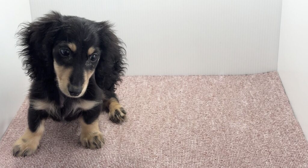 宮崎県宮崎市のブリーダーショップ【クシマスターズ】で生まれたミニチュアダックスの子犬（男の子）