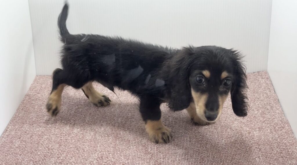 横向きのミニチュアダックスの子犬