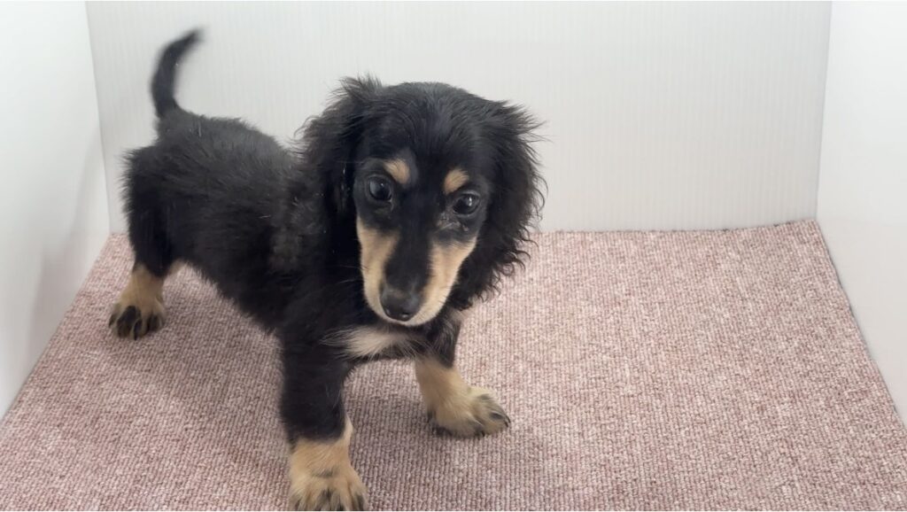 宮崎県宮崎市のブリーダーショップ【クシマスターズ】で生まれたミニチュアダックスの子犬（男の子）