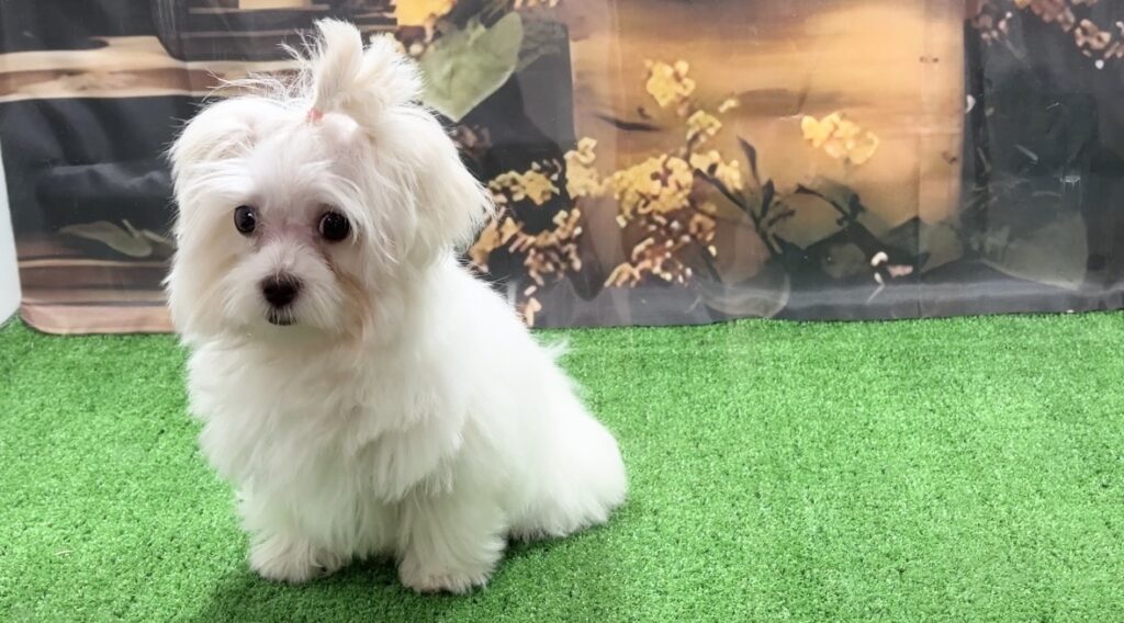 宮崎県宮崎市のブリーダーショップ【クシマスターズ】で生まれたマルチーズの子犬（女の子）