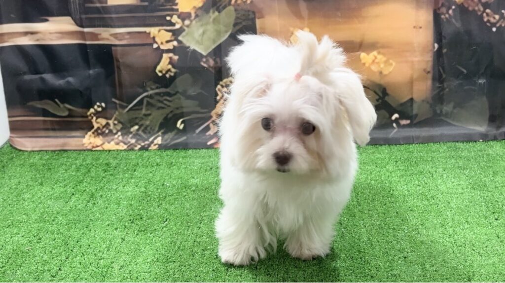 宮崎県宮崎市のブリーダーショップ【クシマスターズ】で生まれたマルチーズの子犬（女の子）