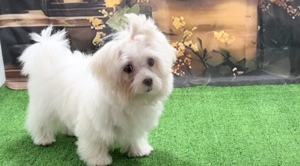 カメラ目線のマルチーズの子犬