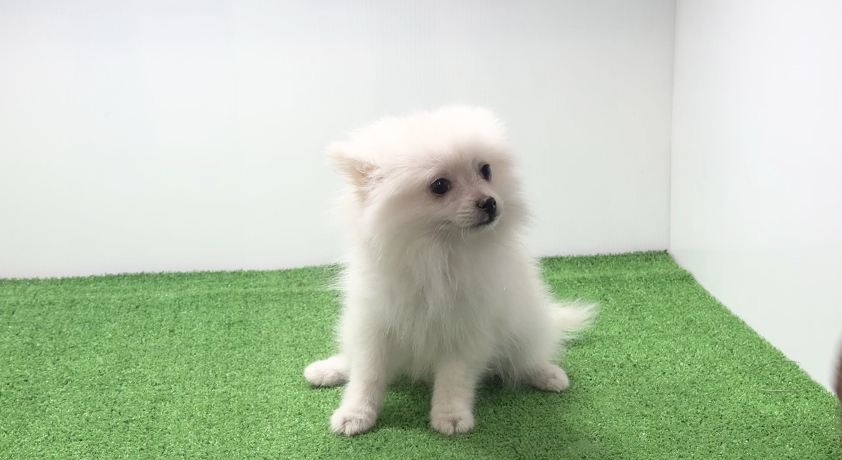 宮崎県宮崎市のブリーダーショップ【クシマスターズ】で生まれたポメラニアンの子犬（男の子）