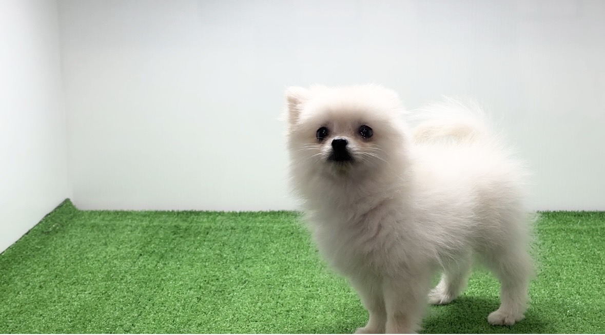 宮崎県宮崎市のブリーダーショップ【クシマスターズ】で生まれたポメラニアンの子犬（女の子）