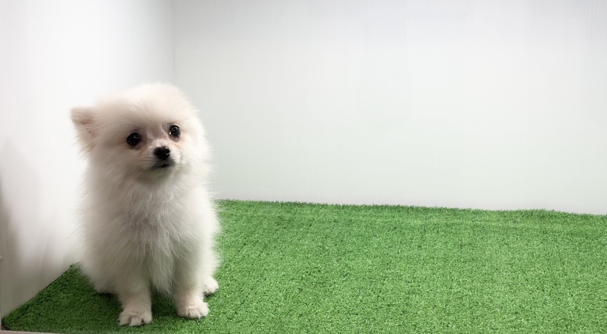 宮崎県宮崎市のブリーダーショップ【クシマスターズ】で生まれたポメラニアンの子犬（女の子）
