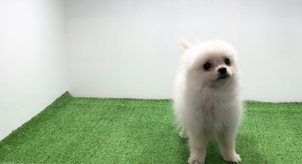 宮崎県宮崎市のブリーダーショップ【クシマスターズ】で生まれたポメラニアンの子犬（女の子）