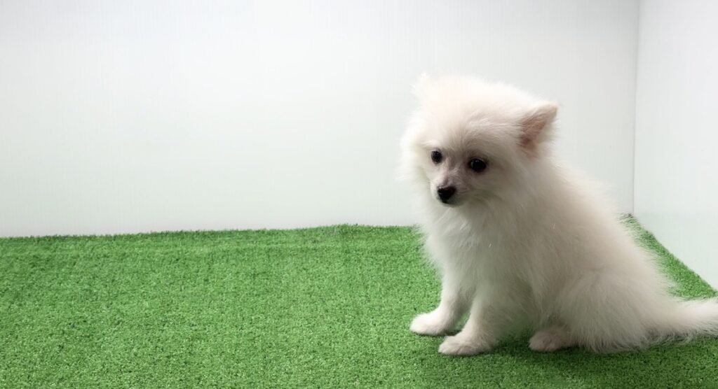 宮崎県宮崎市のブリーダーショップ【クシマスターズ】で生まれたポメラニアンの子犬（女の子）