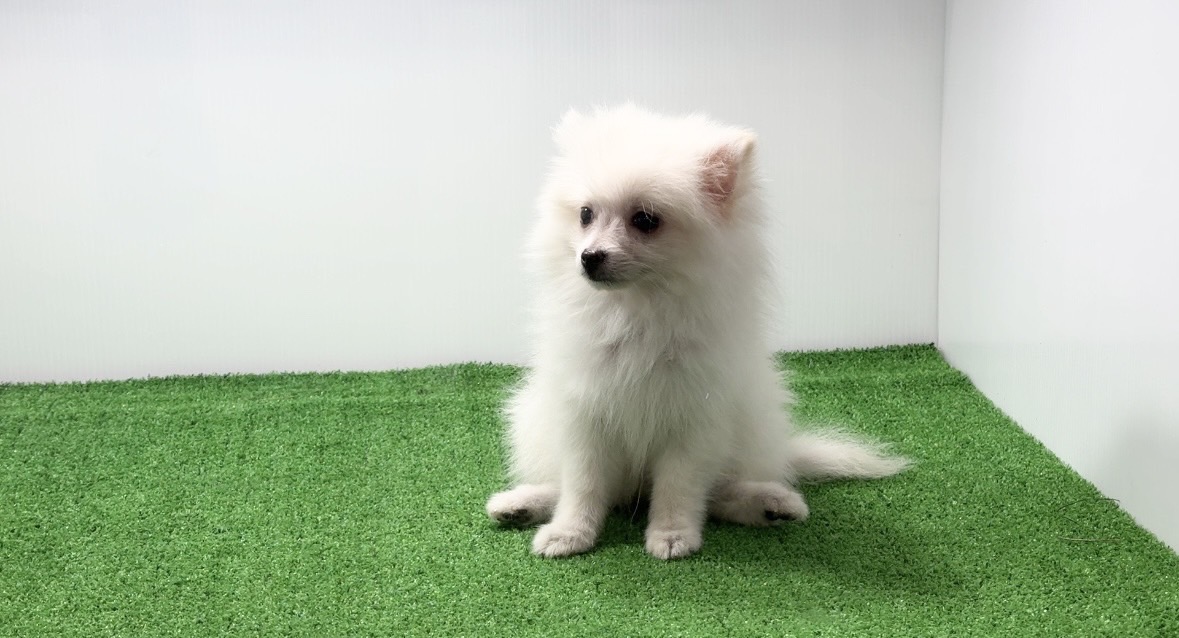 宮崎県宮崎市のブリーダーショップ【クシマスターズ】で生まれたポメラニアンの子犬（女の子）