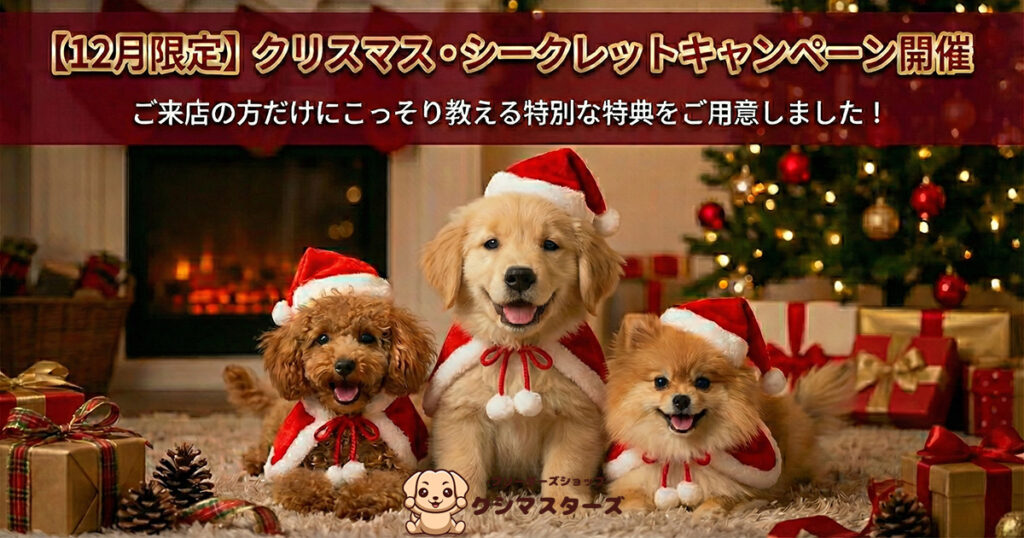 サンタクロースの衣装を着る、トイプードル、ポメラニアン、ゴールデンレトリバー