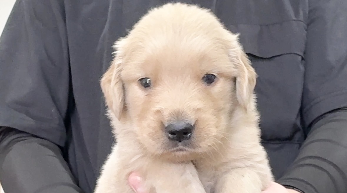 ゴールデンレトリバー（男の子2・女の子5） | クシマスターズ -宮崎県