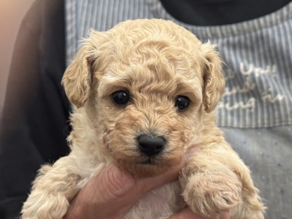 ④トイ・プードル（女の子） ：クシマスターズ｜宮崎県ブリーダー