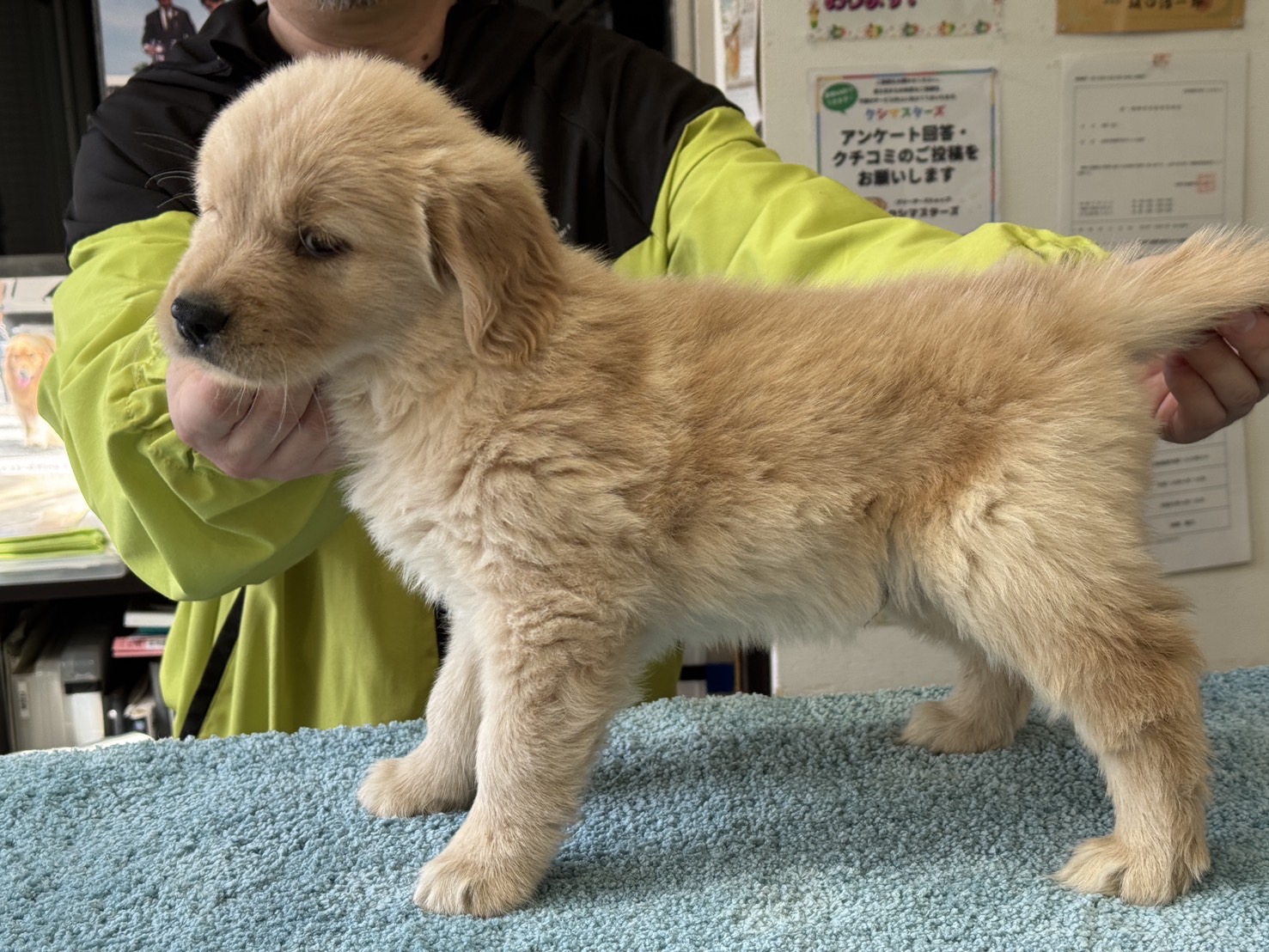 ゴールデンレトリバーの子犬_横からの様子