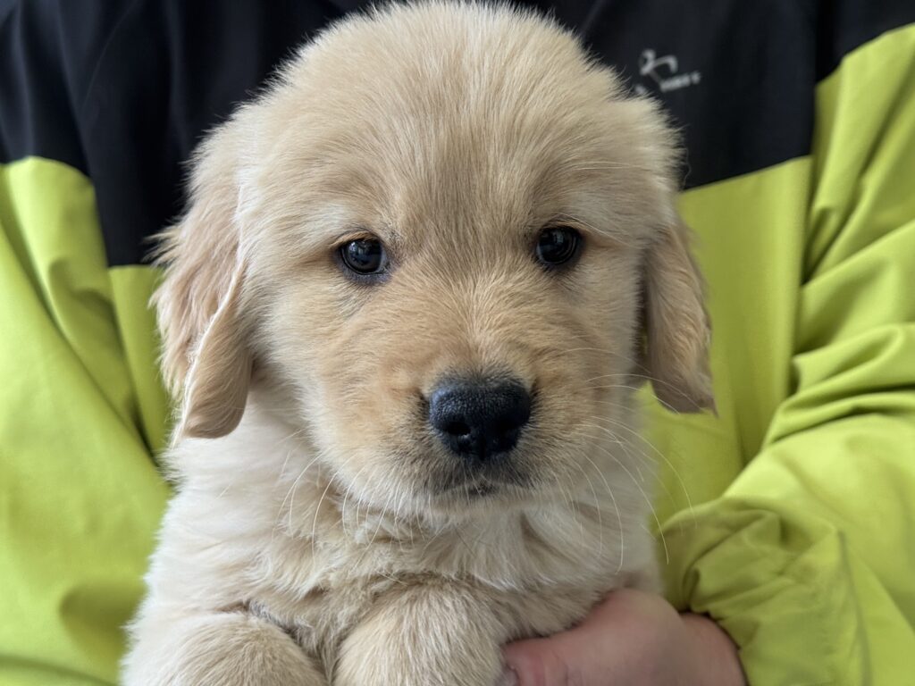 ゴールデンレトリバーの子犬
