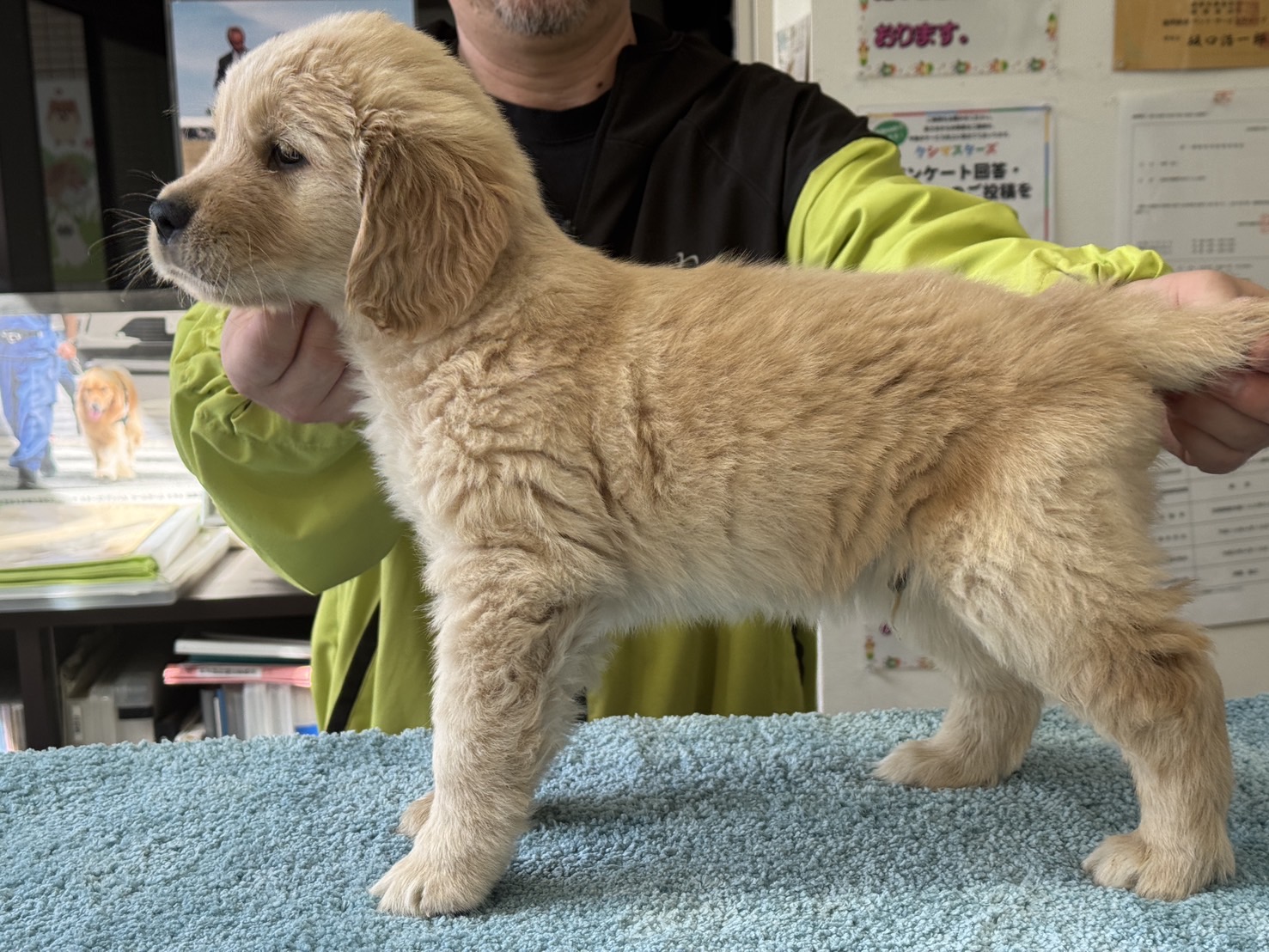 ゴールデンレトリバーの子犬_横からの様子
