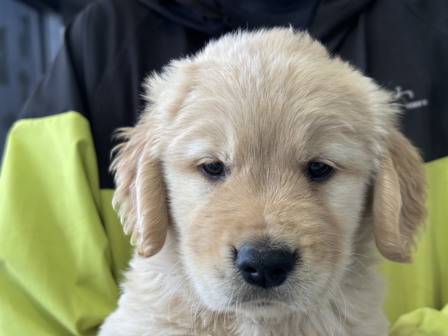 ゴールデンレトリバーの子犬_正面からの様子