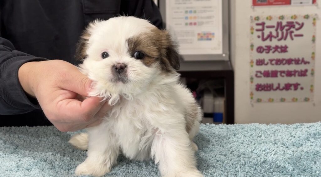 ポメシーの子犬