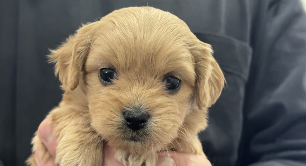 ペキプーの子犬