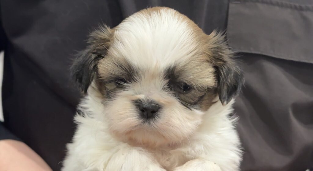 シーズーの子犬