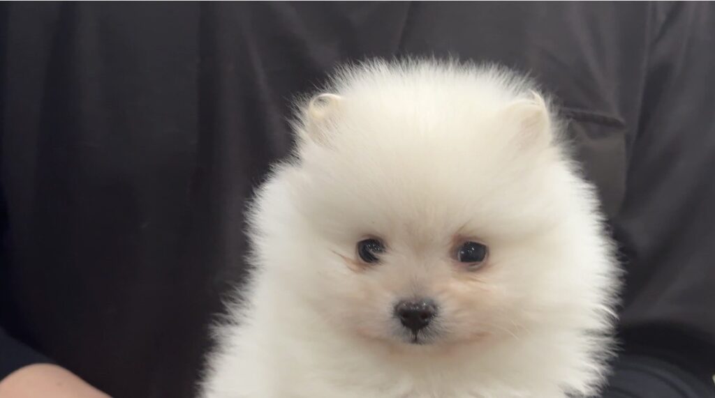 ⑦ポメラニアン4